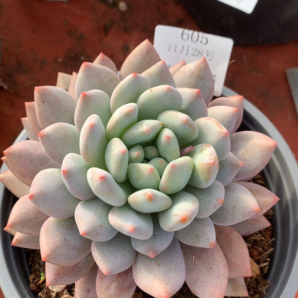 【闪购商品】云605号