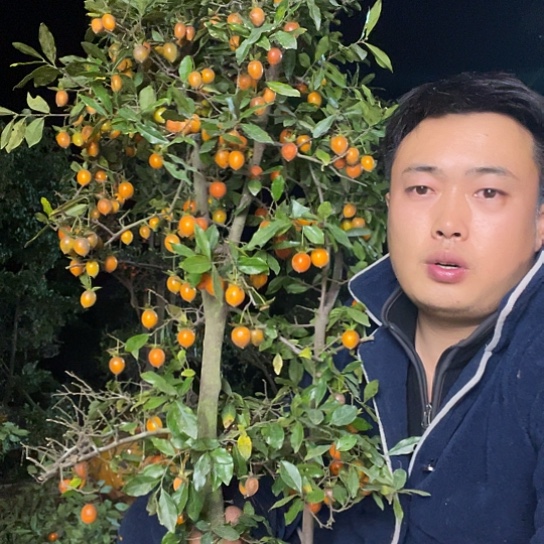 无花朵金弹子庭院原生品种