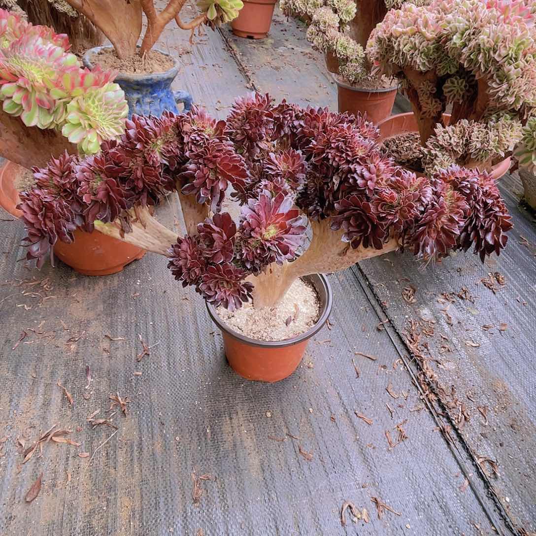 【闪购商品】无花朵黑铜壶