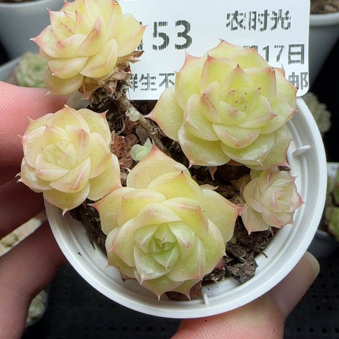 0117-153油透花朵麦秆