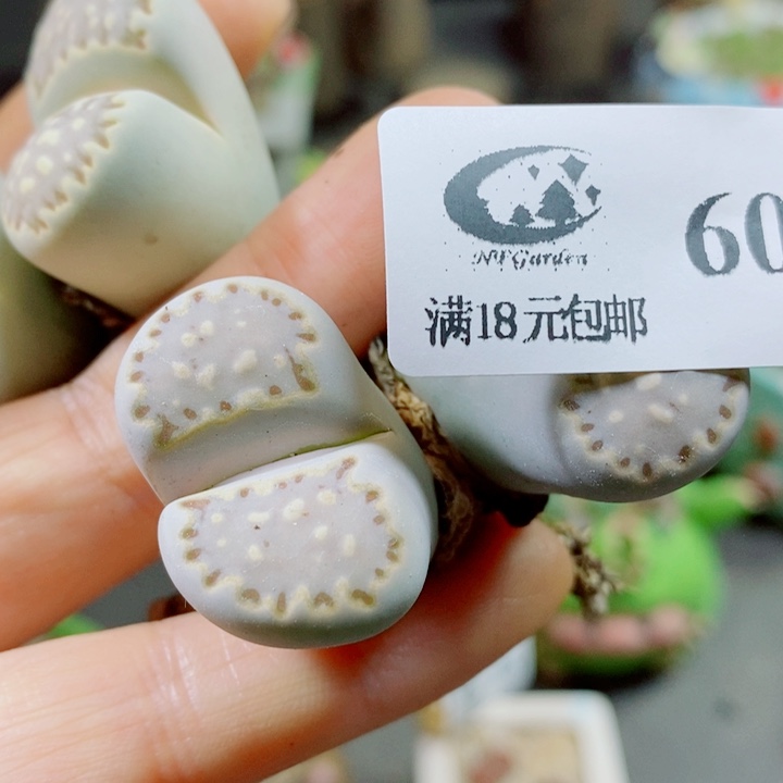 动***动生石花花花花花花608