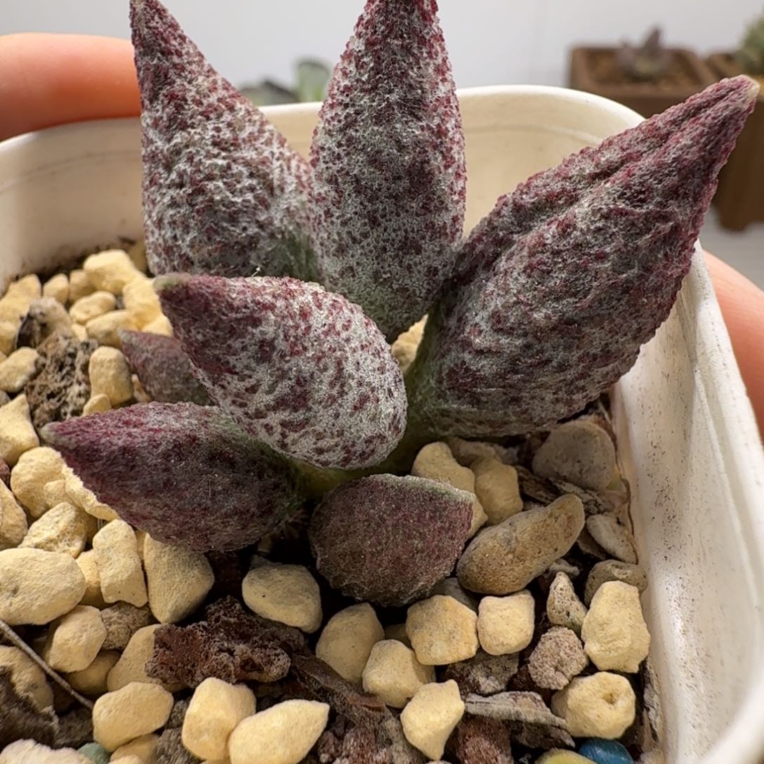 实生水泡多肉肉肉肉