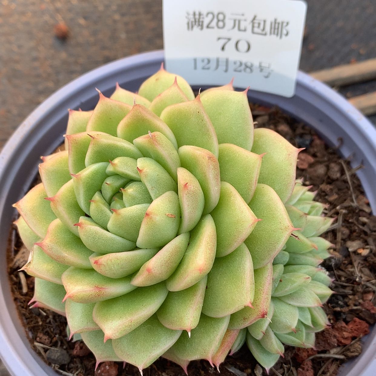 【闪购商品】云70号麦秆