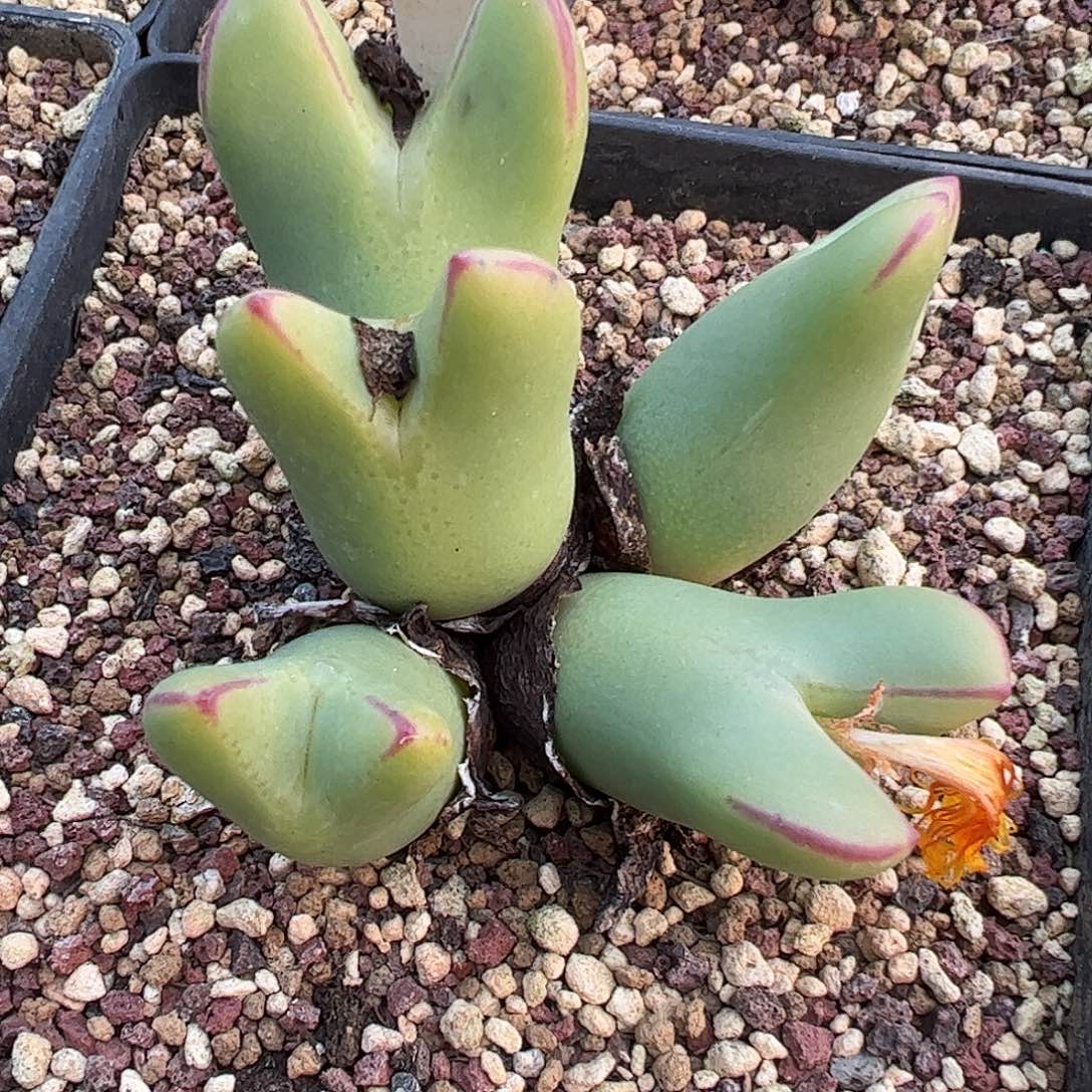 母本1414.71皮卡丘。   