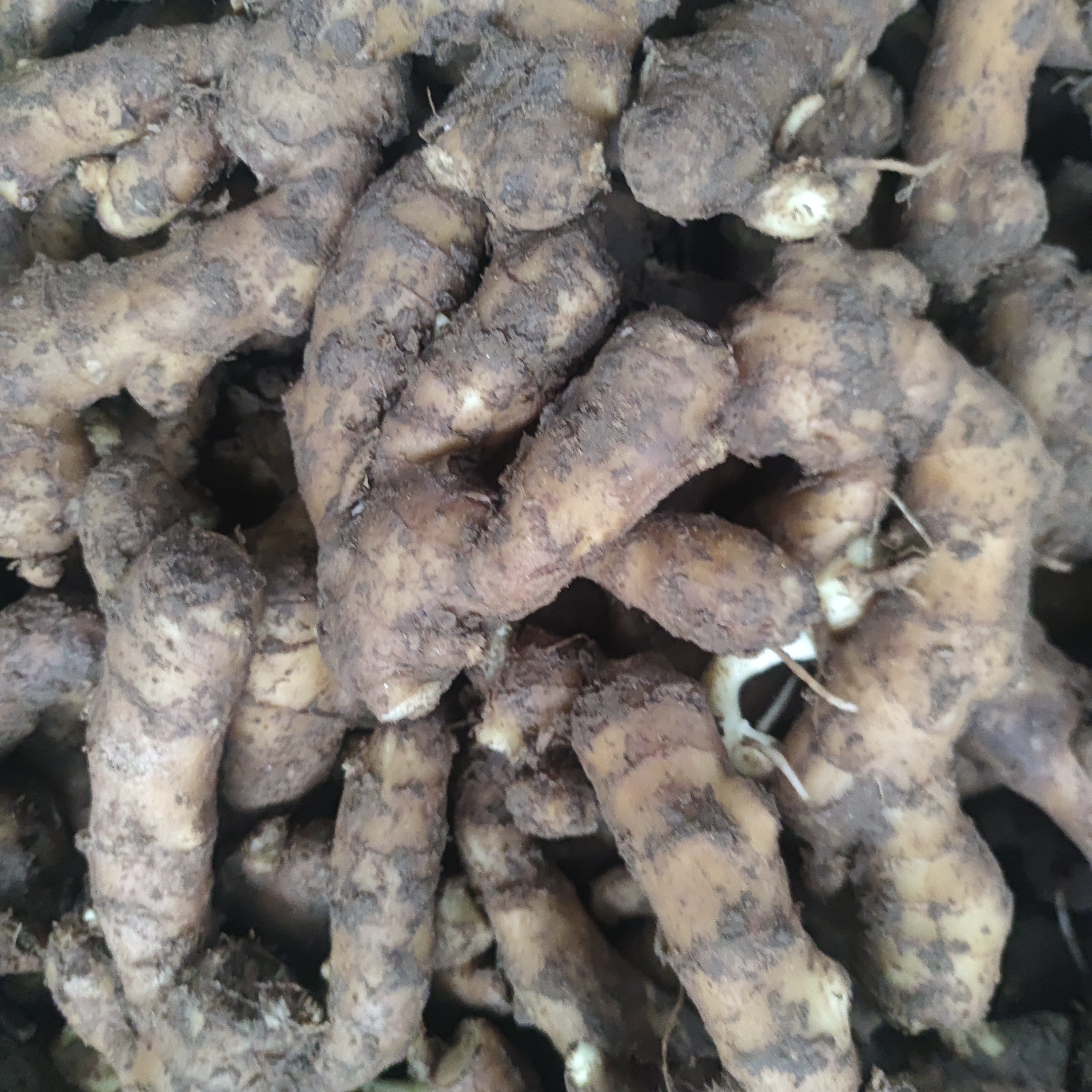 山东窖藏老黄姜残支断果小果【5斤】