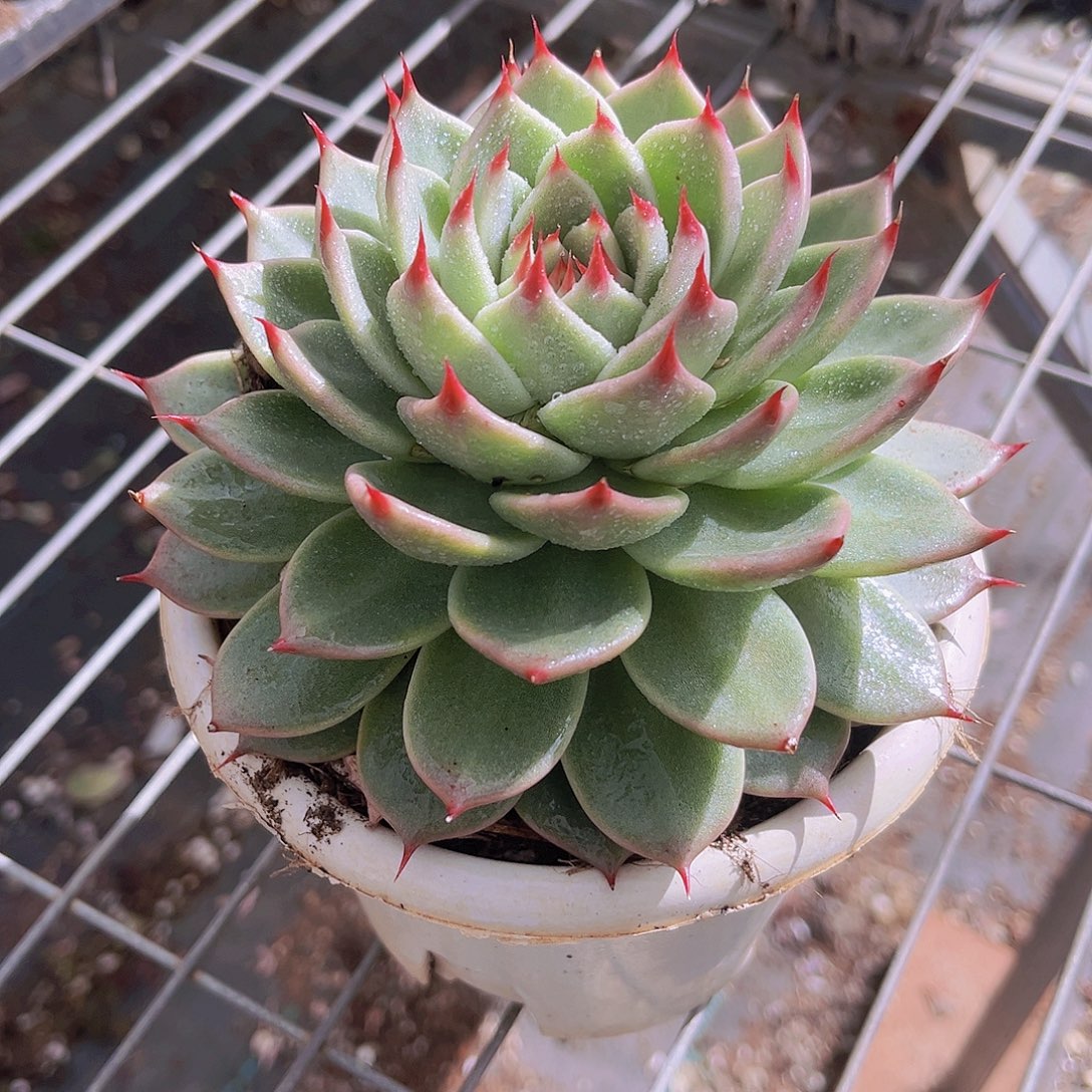 托斯卡14公分9999999999