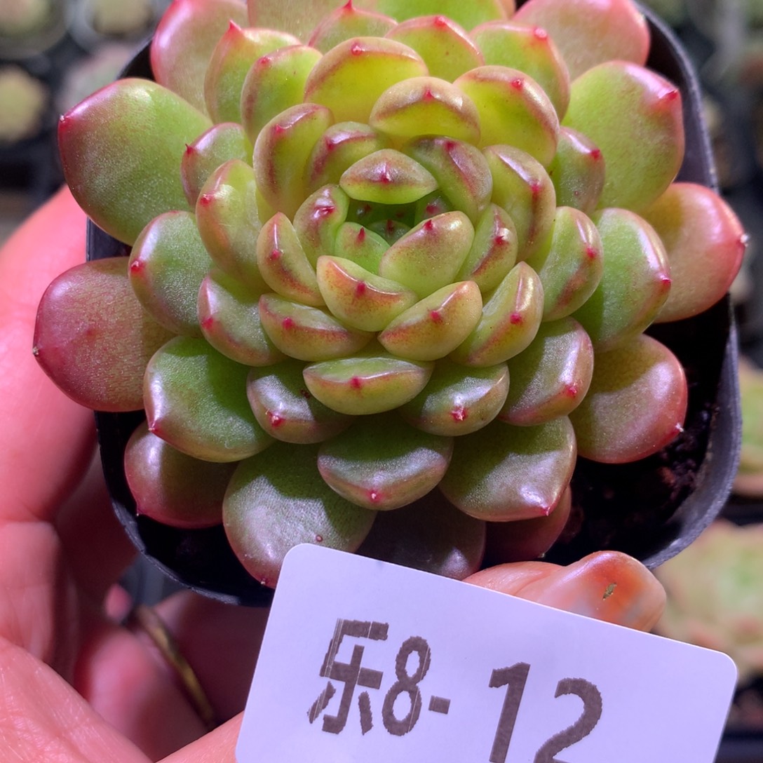 乐然 8-12 灵翠单头 