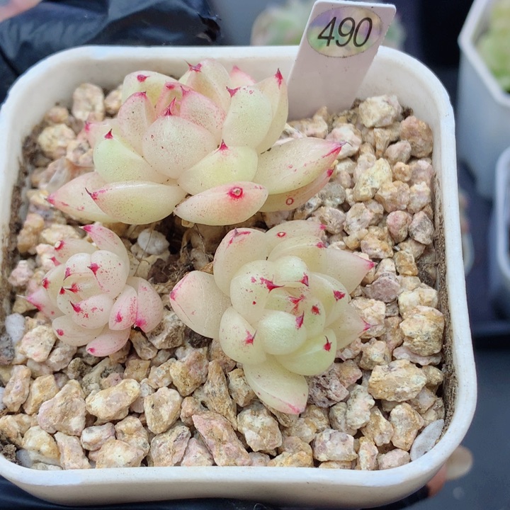 珍妮58包邮  群生不包整490