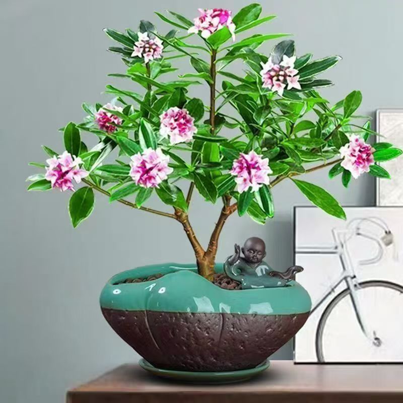 金边瑞香盆栽浓香型耐寒花卉四季常青年宵花室内外可养