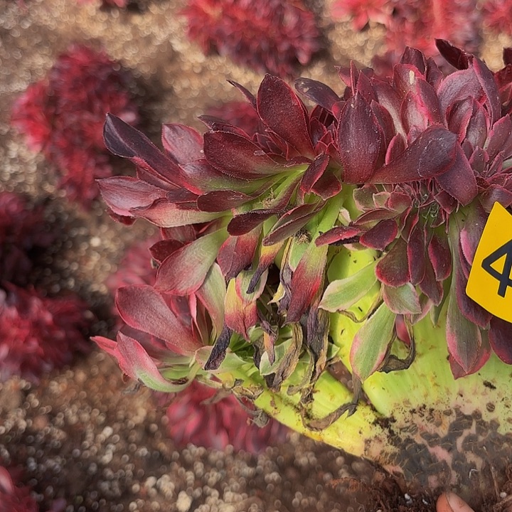 多肉植物福利415