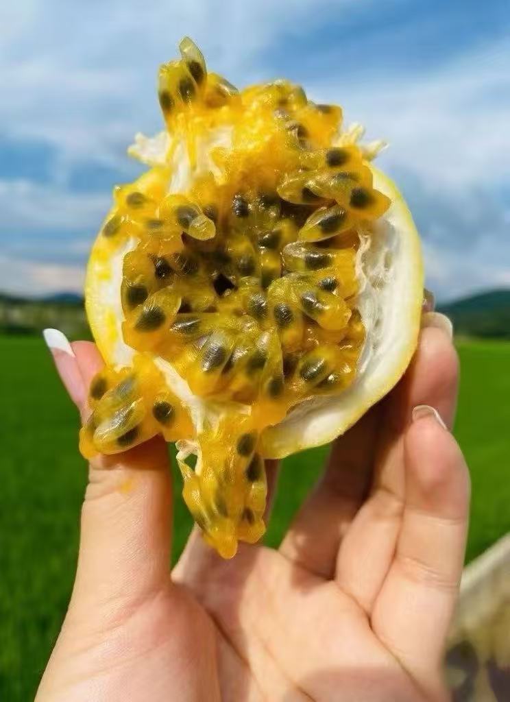 精品新鲜钦蜜9号黄金百香果20粒装单果