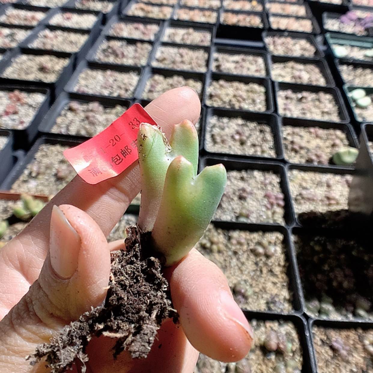 【闪购商品】1-20-33 鹿角少将一颗50小