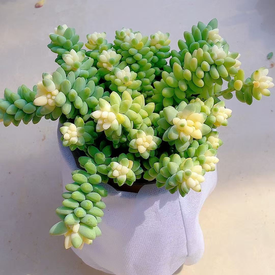 雪花玉坠多肉植物适合阳台庭院楼顶盆栽花卉好养带养殖盆土发货