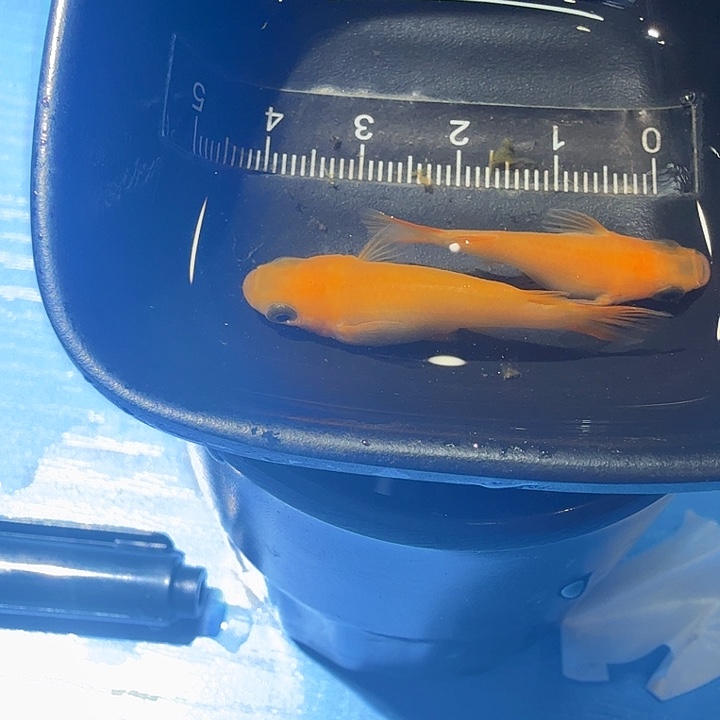 青鳉鱼17号拍品红球球
