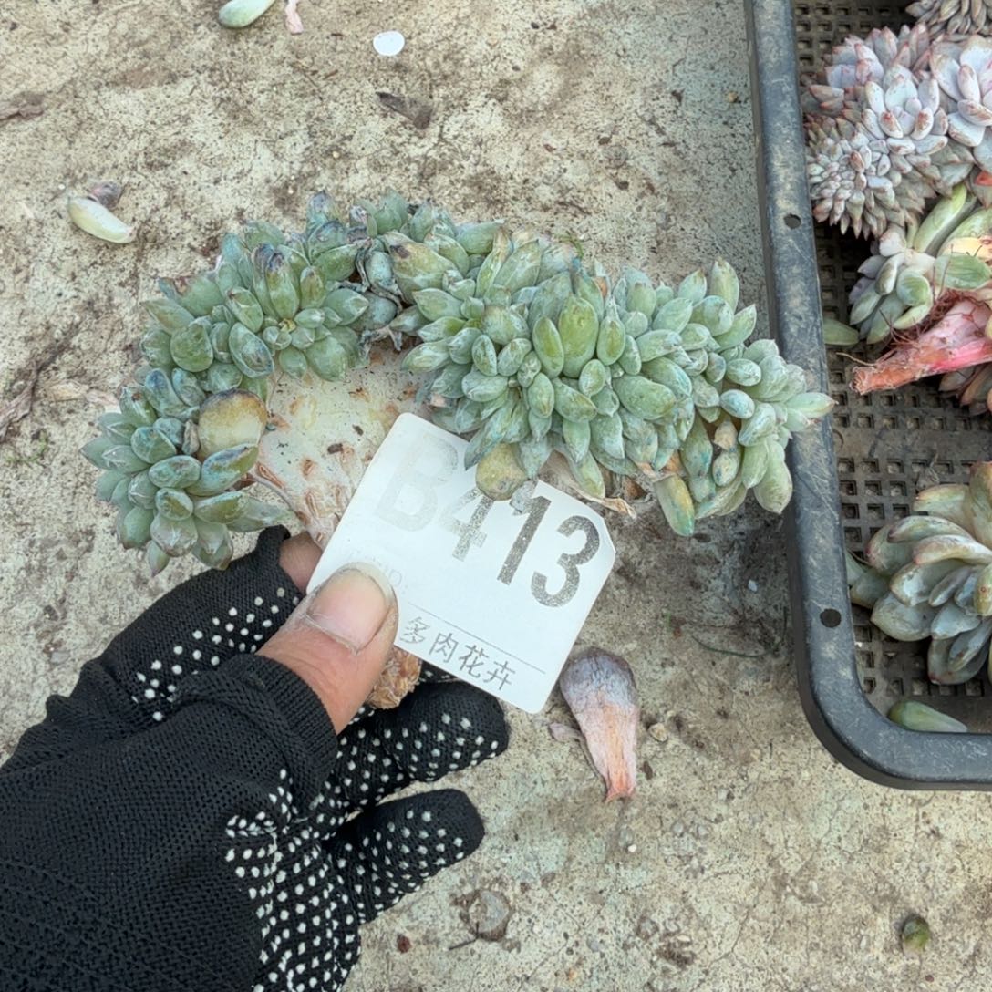 K****星影缀化星影缀化