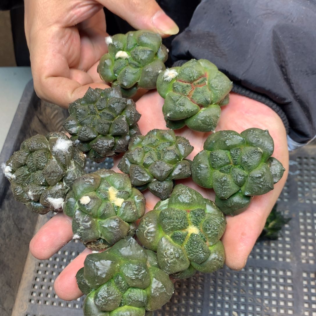       苗接 光面连山(无根)4.5公分起发