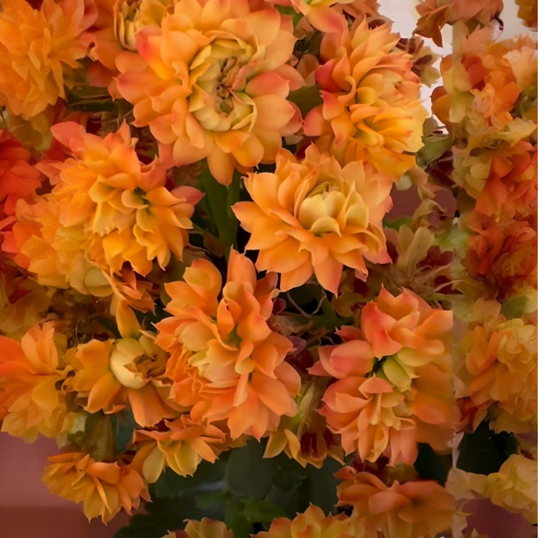 【金风玉露】名贵长寿花特大老桩带花苞开花机器室内阳台盆栽花卉