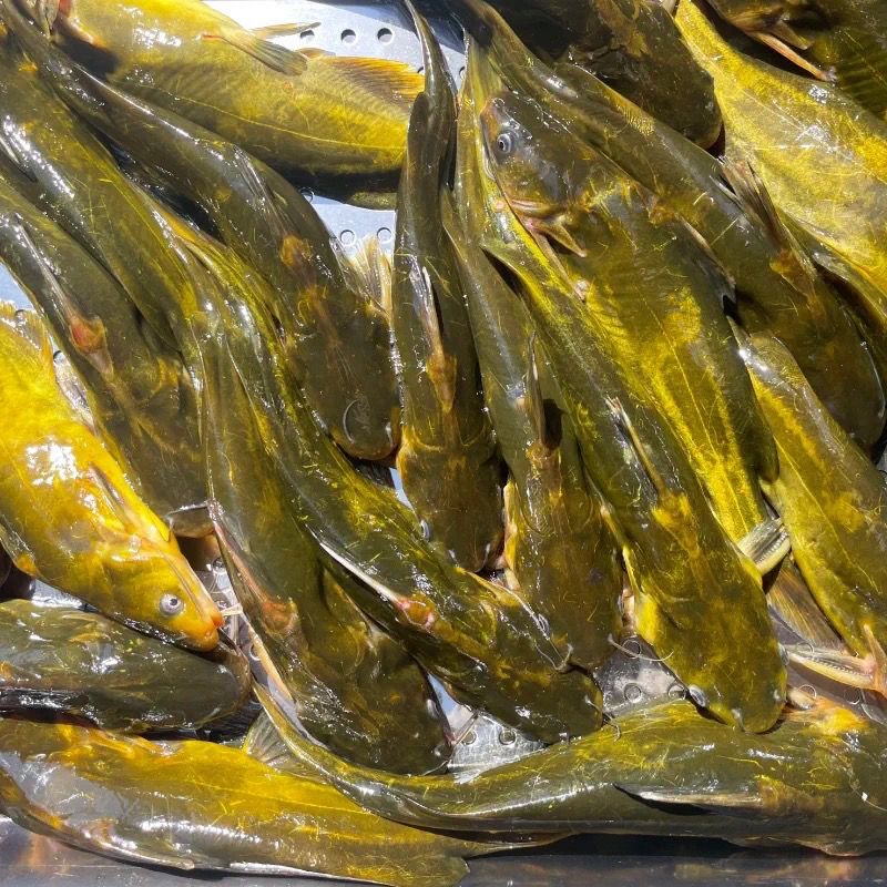 【顺丰包邮】东北嘎牙子鱼水库鱼