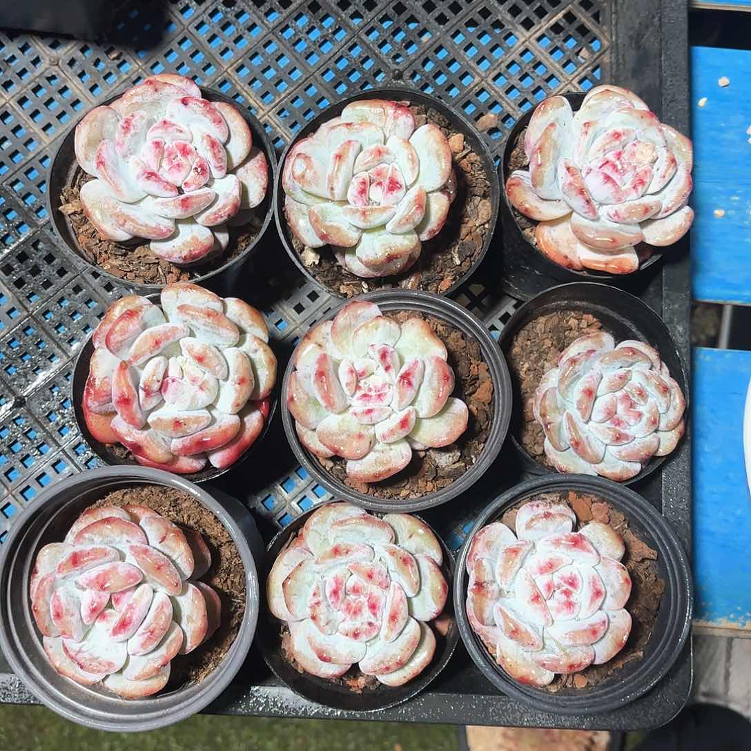 星影石化锦多肉植物