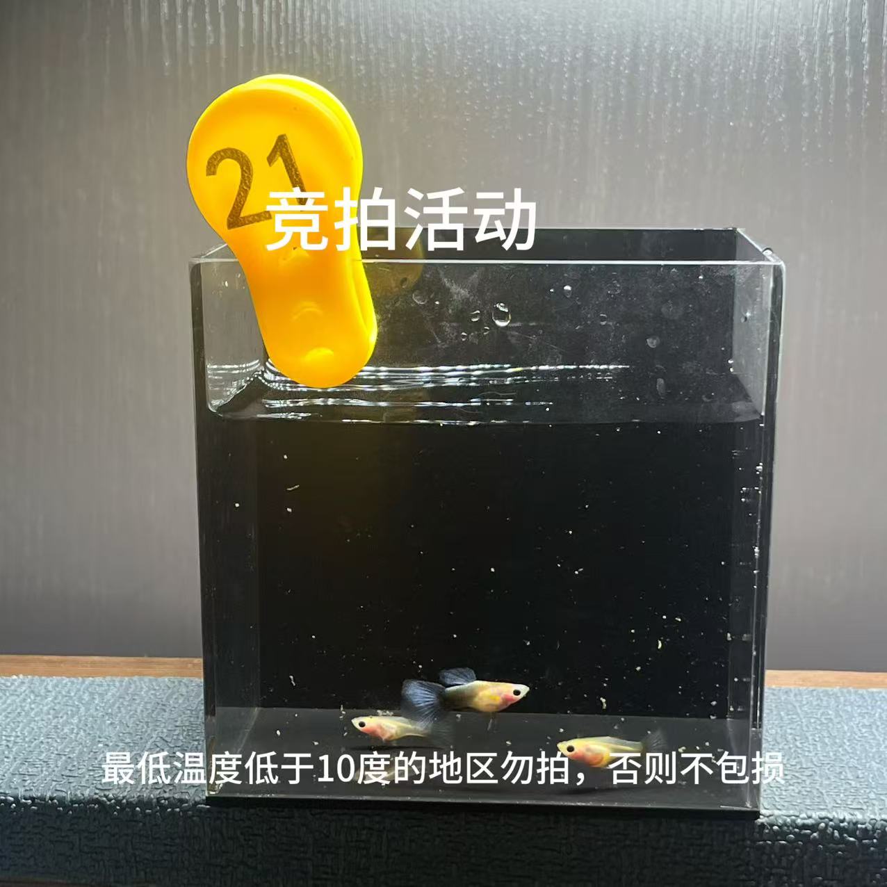 黄肉蓝礼服一公两母编号21