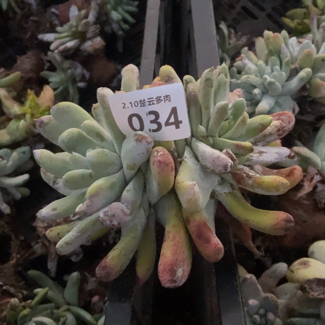 034多肉植物啦啦啦