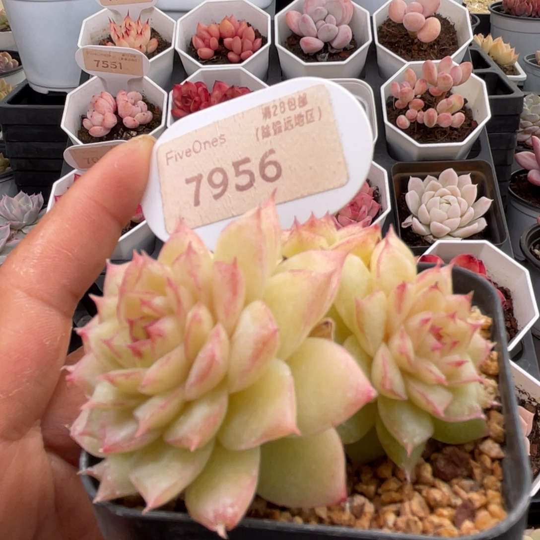 翡翠7956-6.0厘米