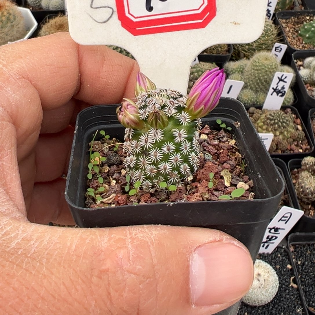 10开播福利沟宝山仙人球特价