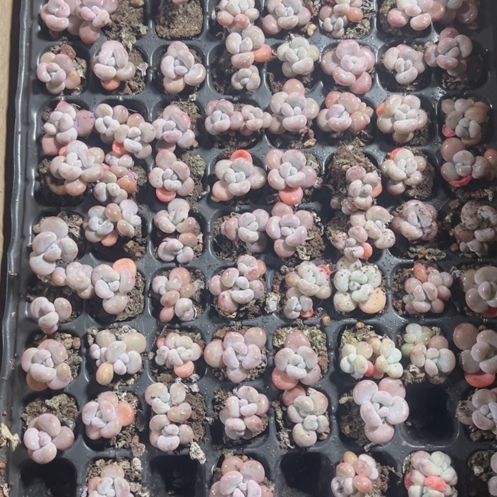 粉兔精品多肉植物