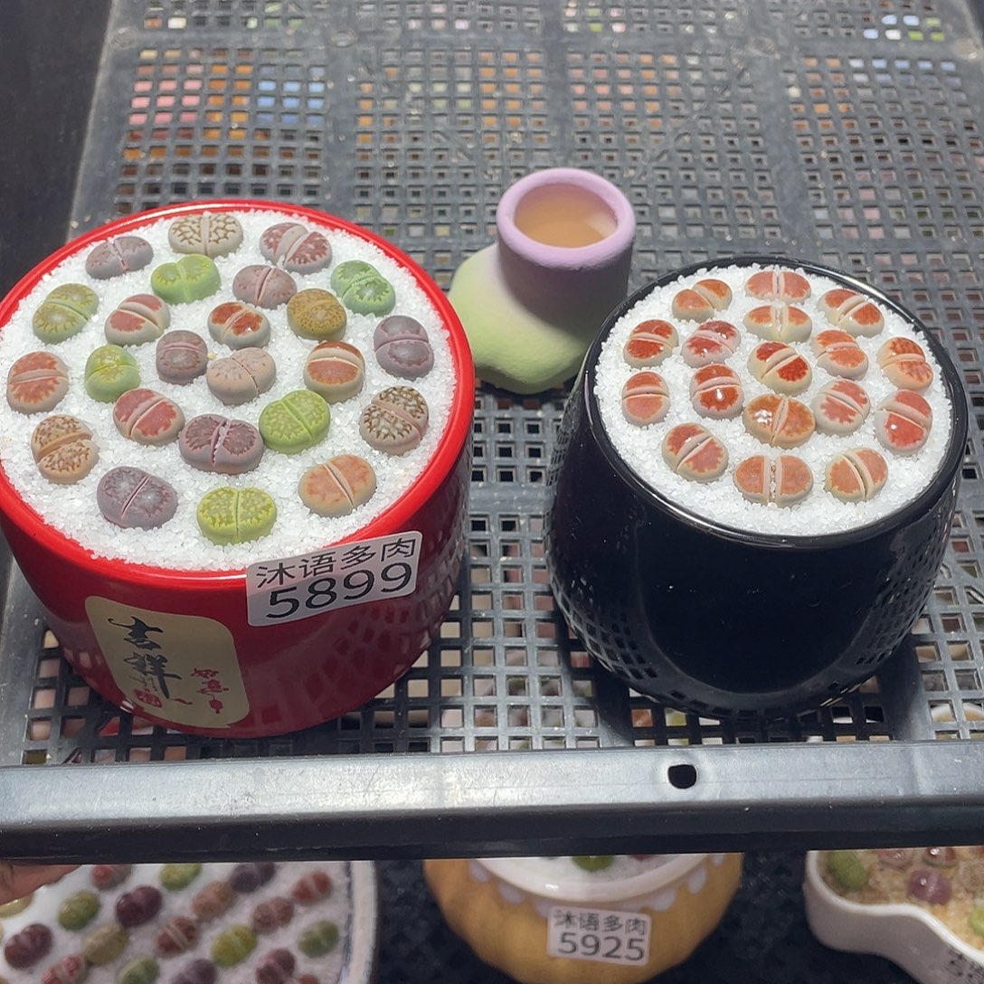 *****带盆土植物 一物一拍5899