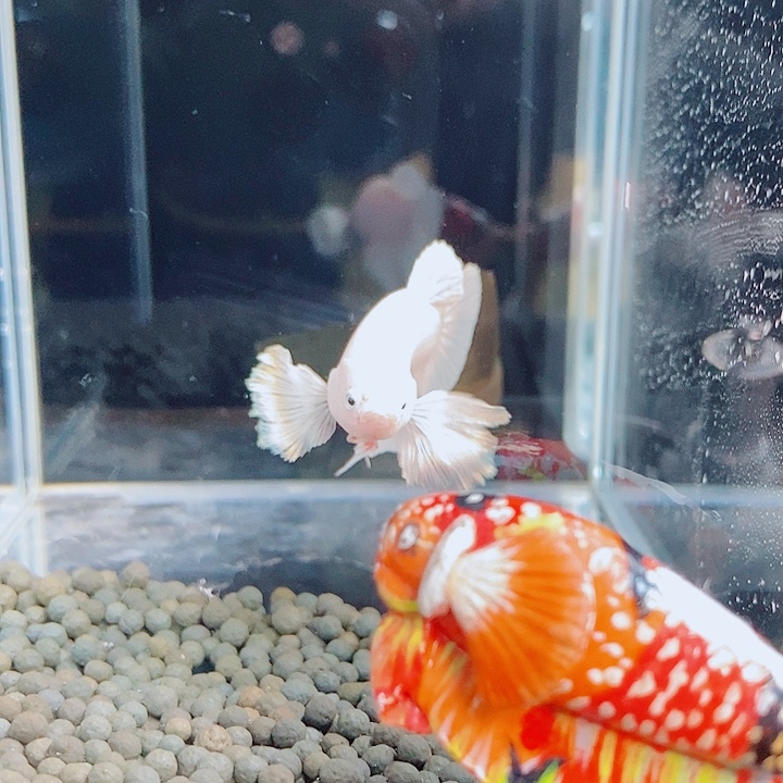 你***奶斗鱼黑14号巨斗将军