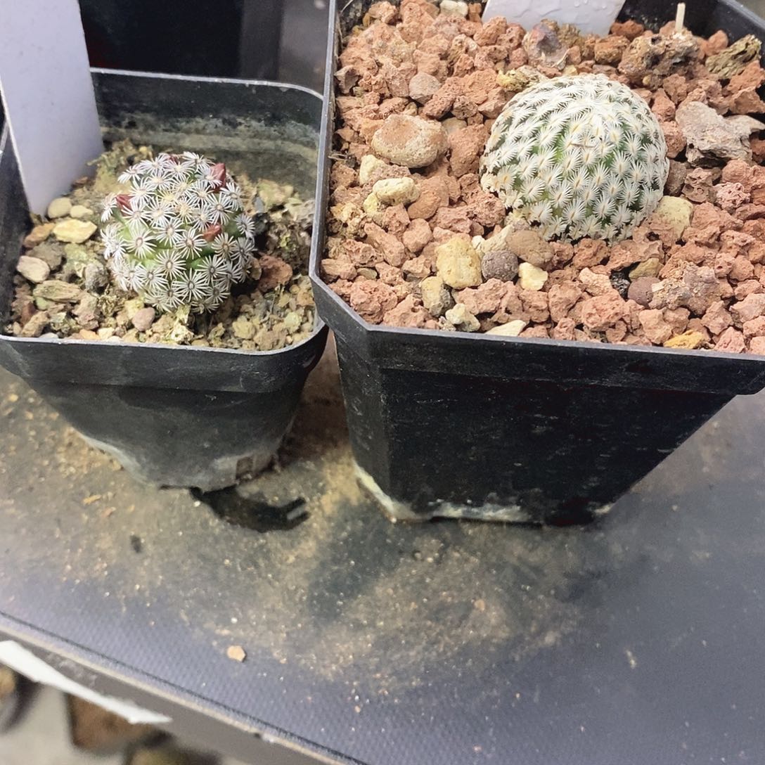 橙***子一物一拍二棵仙人球