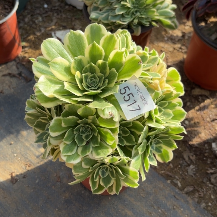 迈巴赫多肉法师5517