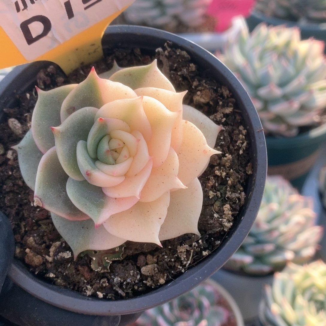 197锦锦锦锦锦锦