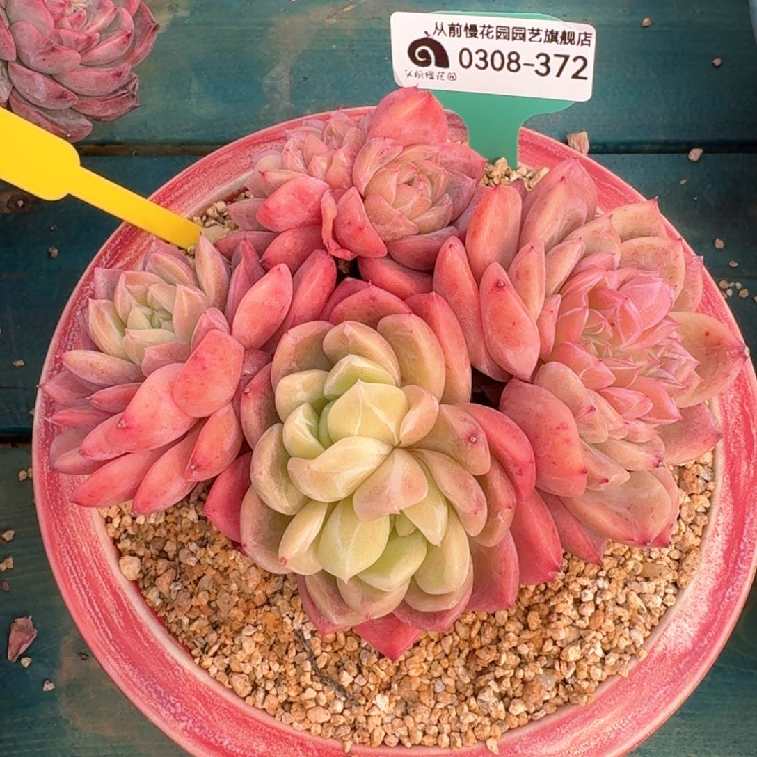 从前慢多肉精选编号0308.372