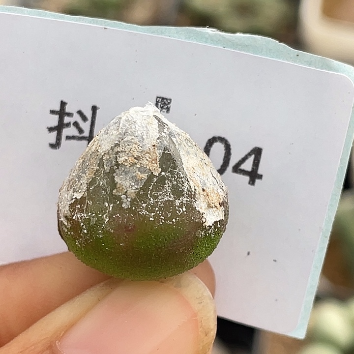 21-4灯泡多肉植物