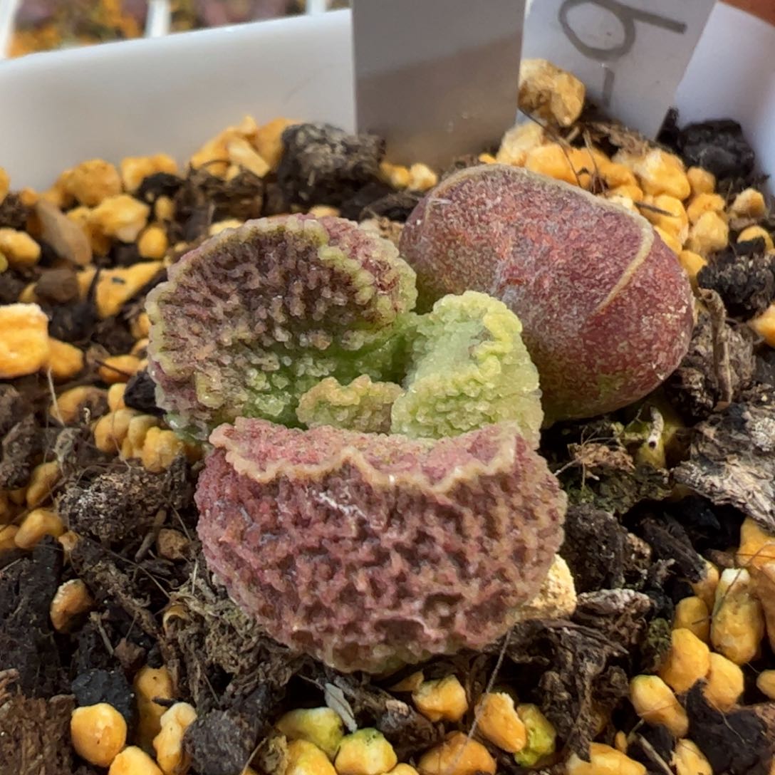 024-9578实生新品多肉植物水泡