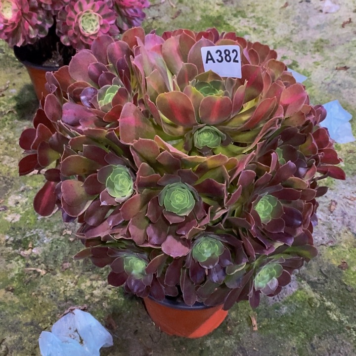 女巫中班多肉植物382