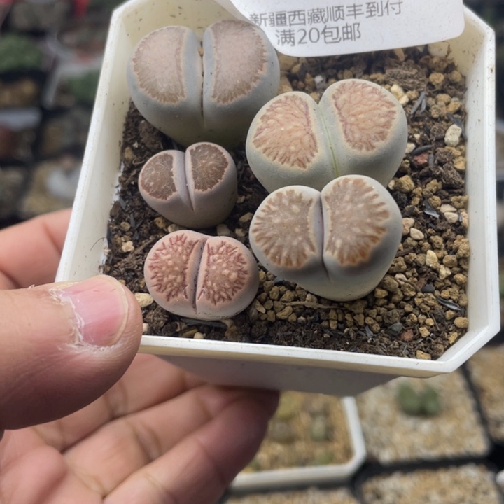 佳人园艺 老周多肉上福利啦546