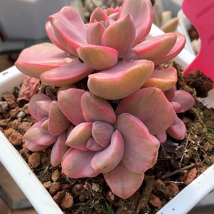 多肉植物彩虹糖锦1980