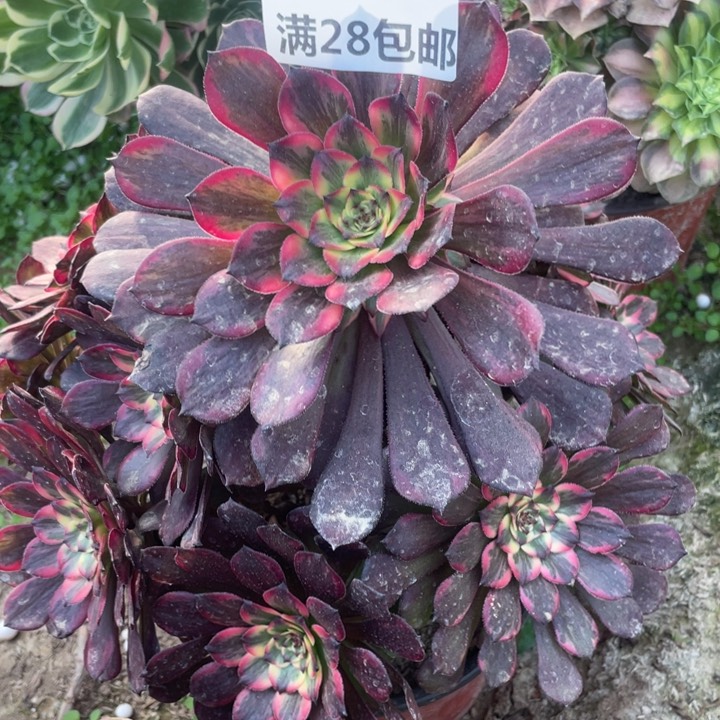 634一号棚烟花多肉