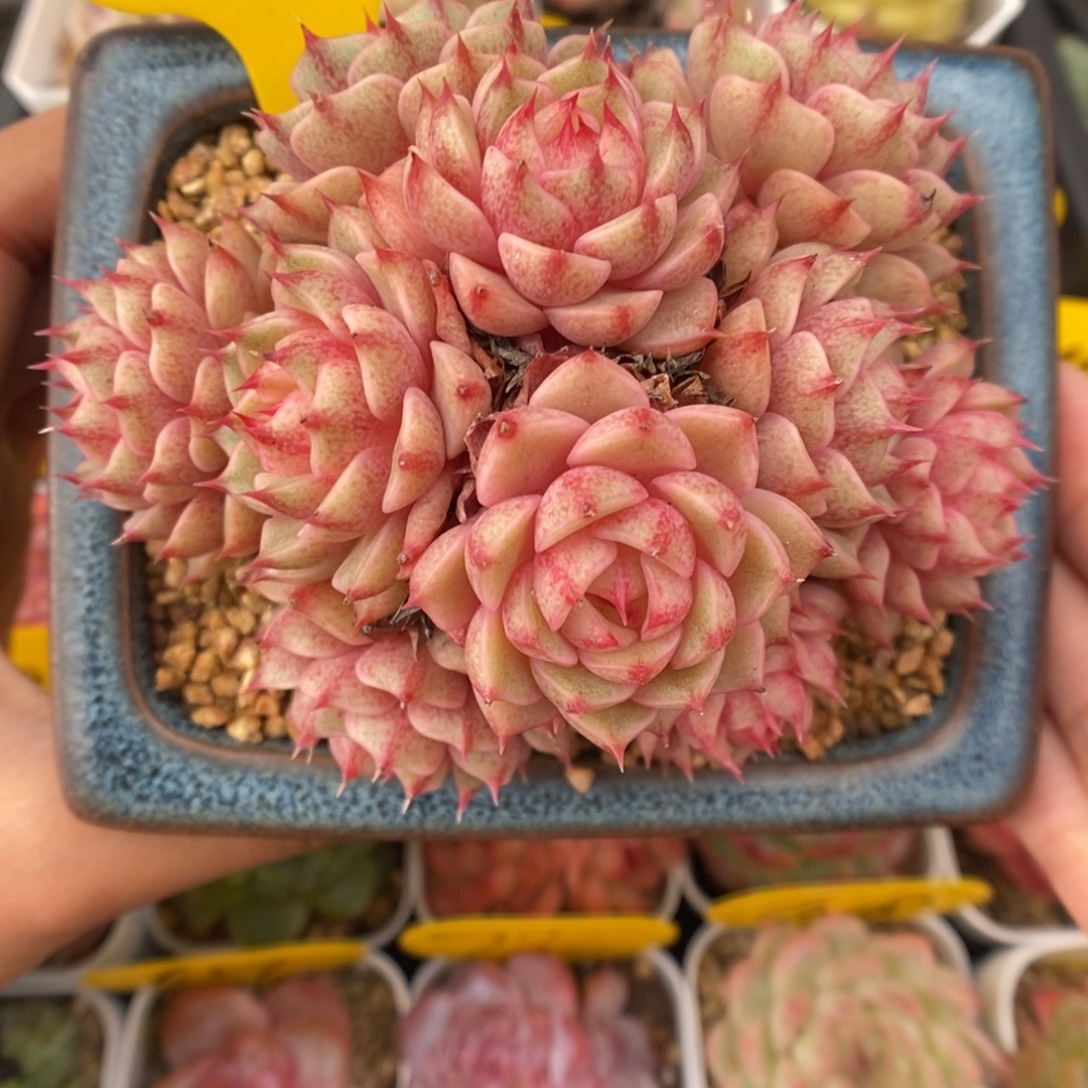 苯巴蒂斯群生5510号