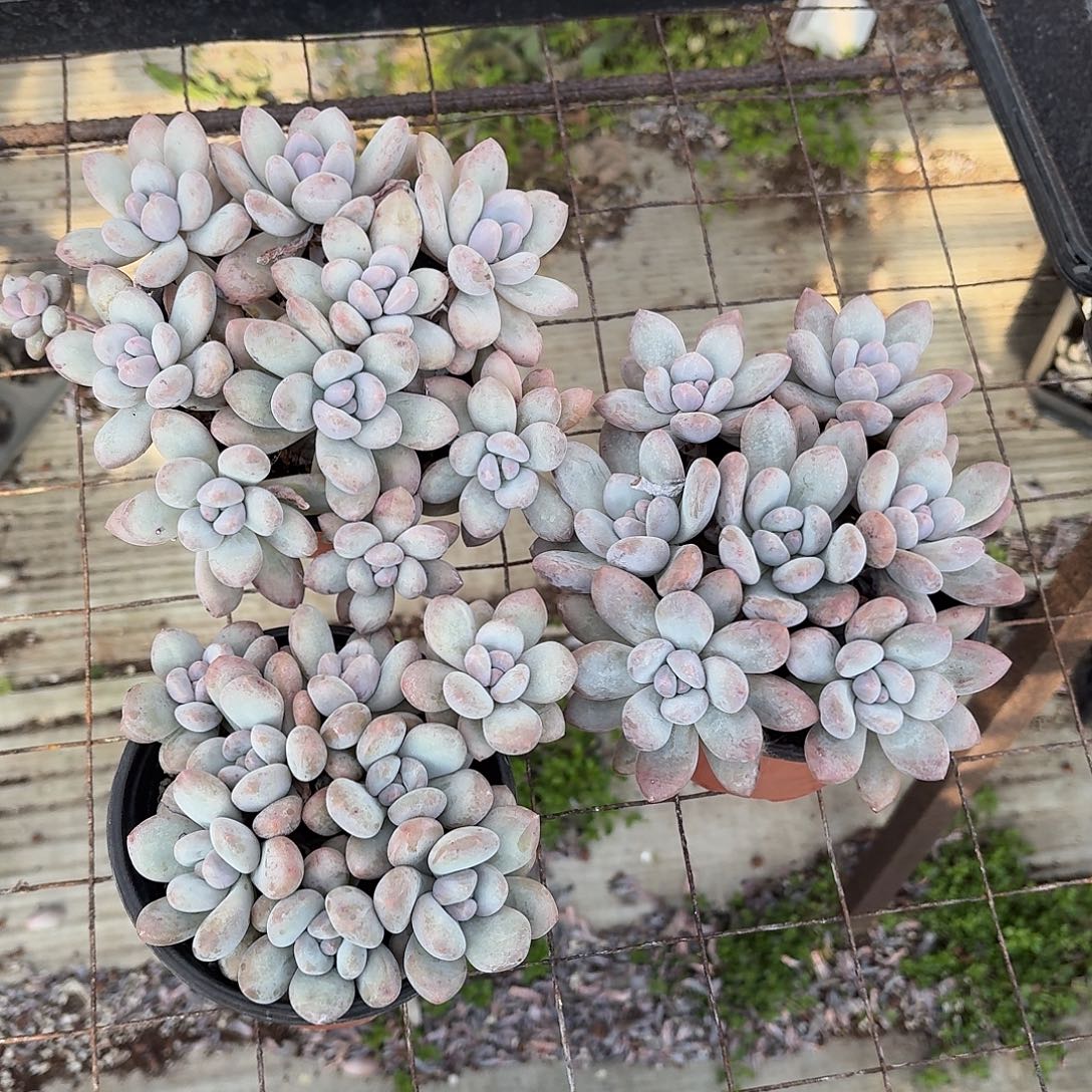 香水三颗 脱土发货