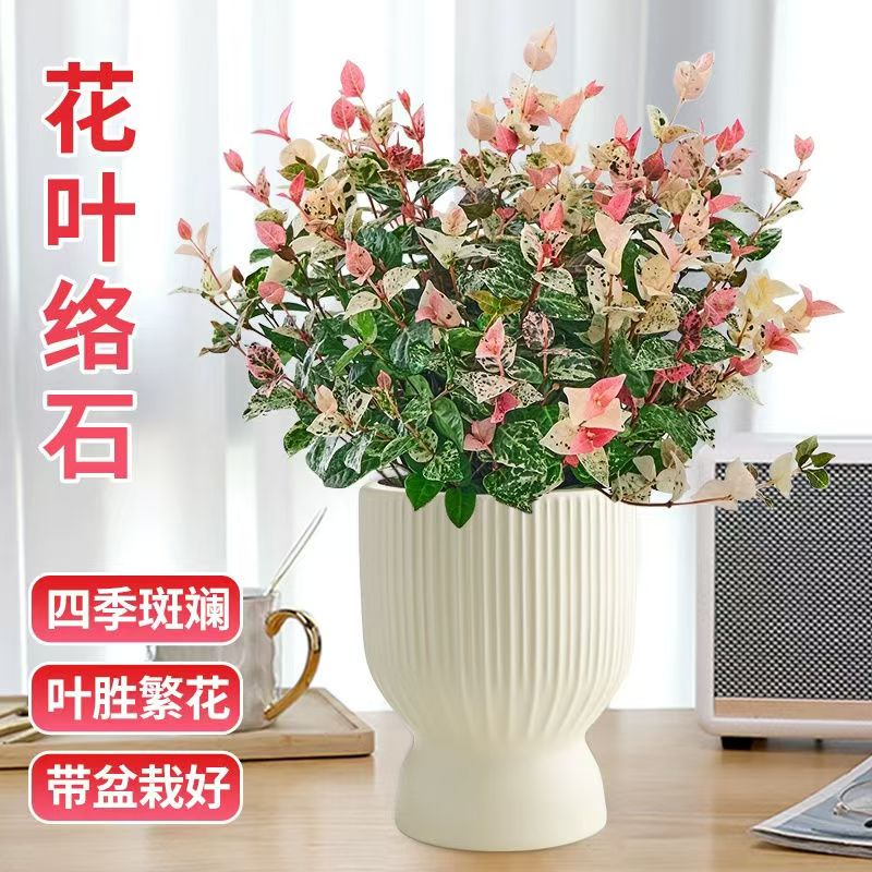 花叶络石花苗盆栽四季垂吊耐热耐寒庭院室内观赏绿植