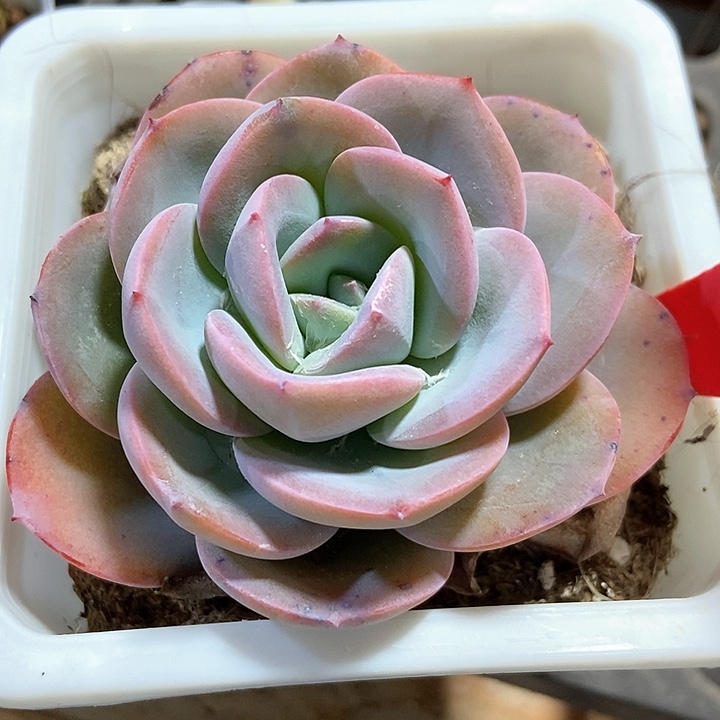 多肉植物布鲁兰001