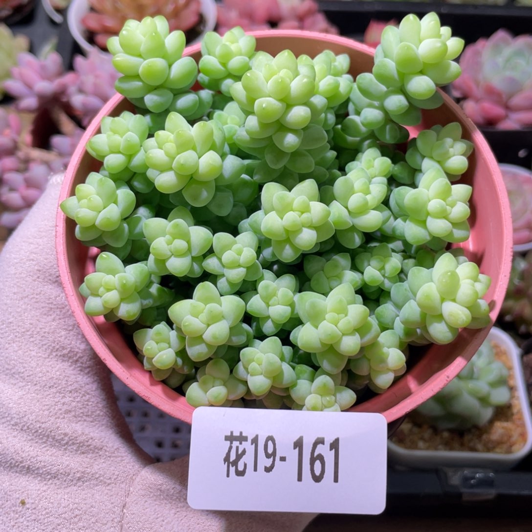 花利美19-161玉坠含盆