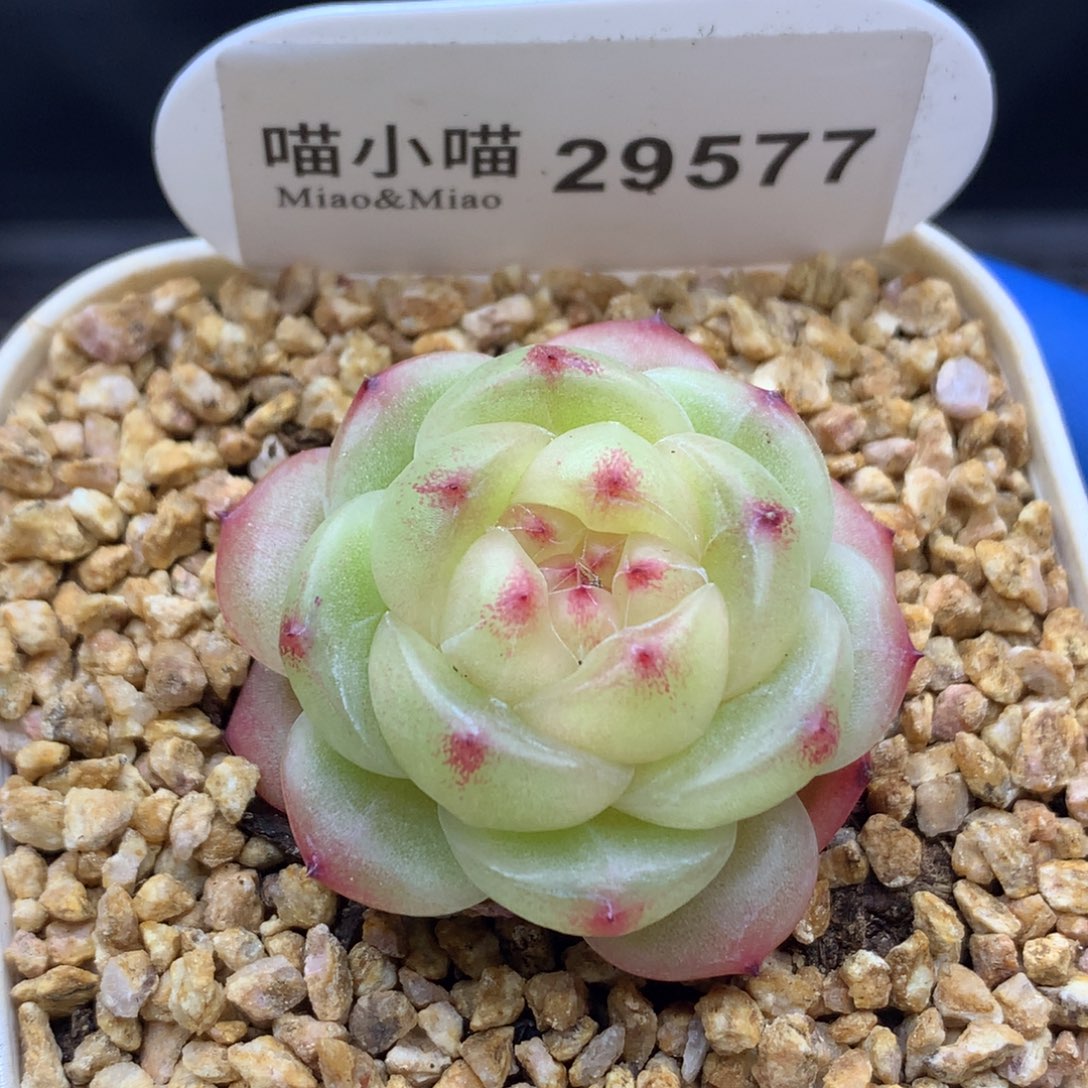 多肉植物杂交珍妮