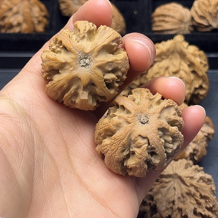 木质类秦岭突突突突突突