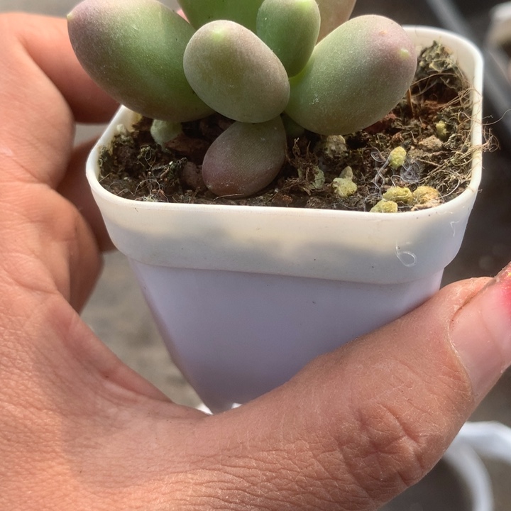 芒果奶。（满9.99不满9.99发叶子）