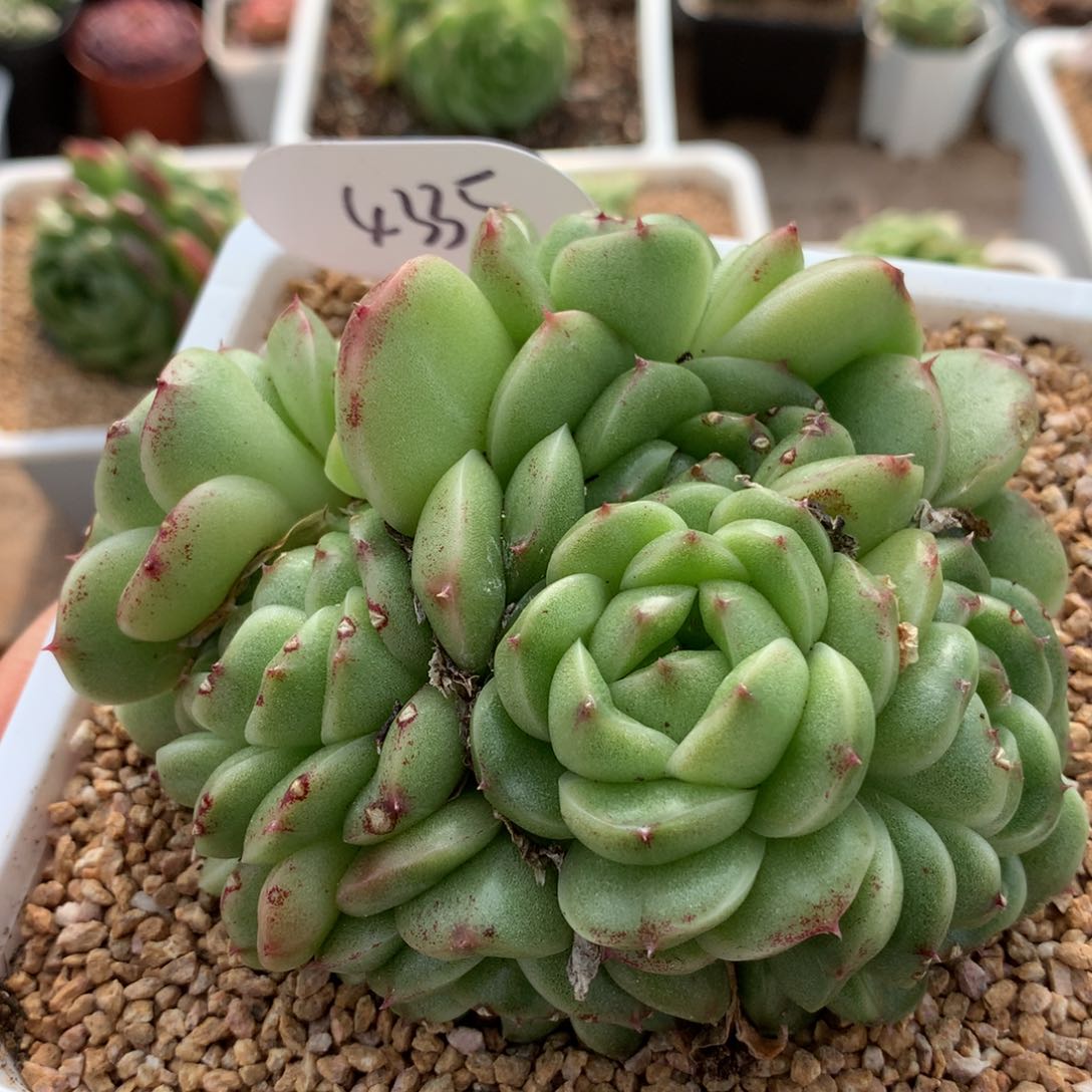 翡冷翠捧花群4335多肉