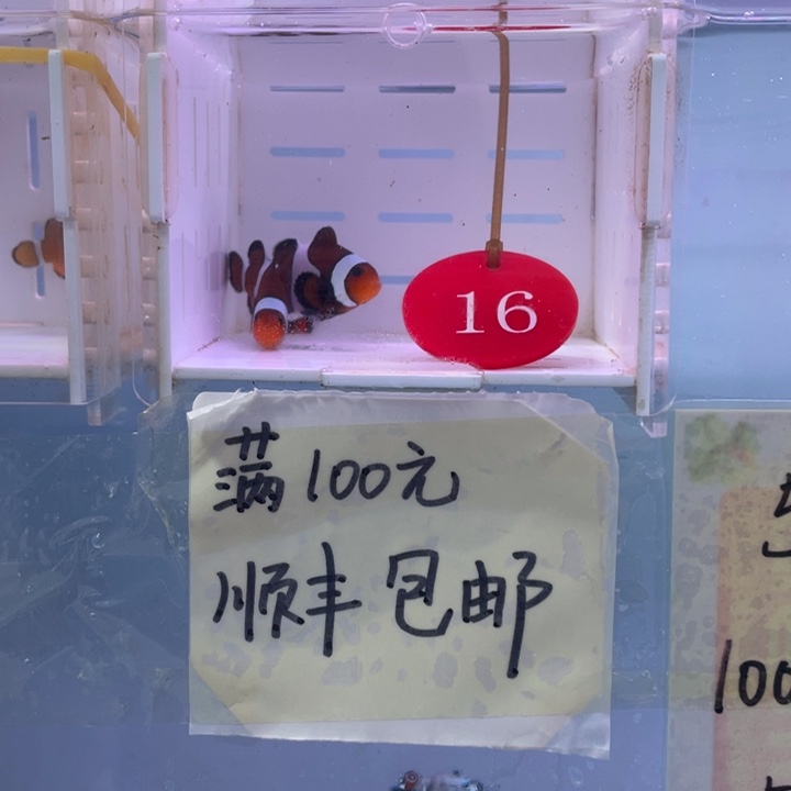 海水鱼精品玛瑙2条4左右